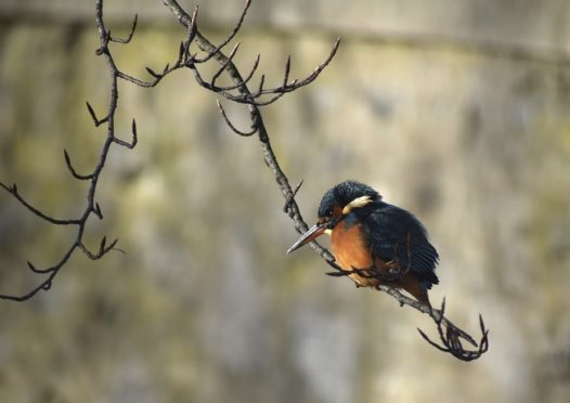 站在枯枝上的野生翠鸟图片