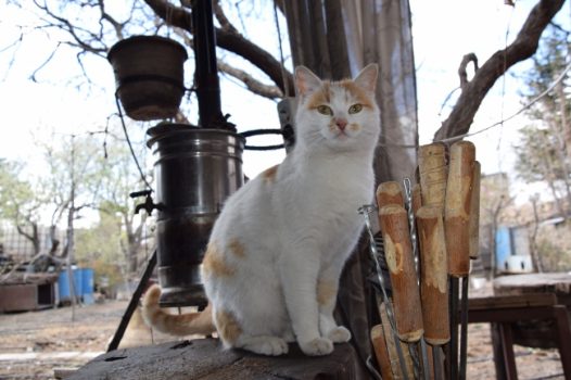 呆萌宠物猫咪图片