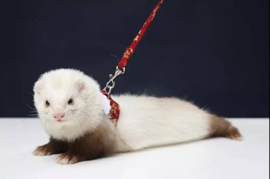 貂宝宝有毒，会上瘾，无解药，但是我愿意沉迷到底从一开始精挑细选大宝，因为计划只收一只，到如家五只了，还在收貂的路上越走越远