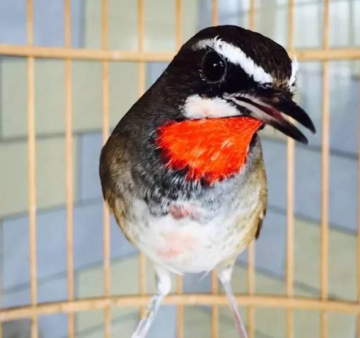 新手慎入春鸟,总有些人禁不住诱惑。出于一份喜爱,无可厚非。