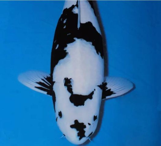 白写锦鲤多是作为昭和三色的养殖的附属品选别出来的，与黄写+白别甲的原种“黑白斑”已经完全不同。清秀、稳重而不失豪迈的风格，是白写锦鲤的魅力所在。