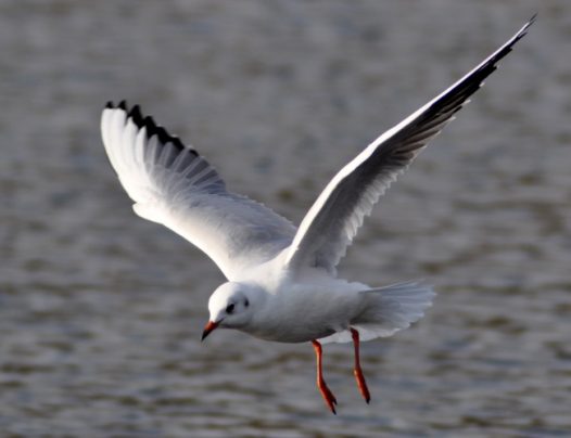 海面高飞海鸥图片