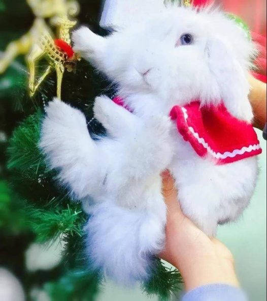 海棠兔祝大家圣诞节快乐