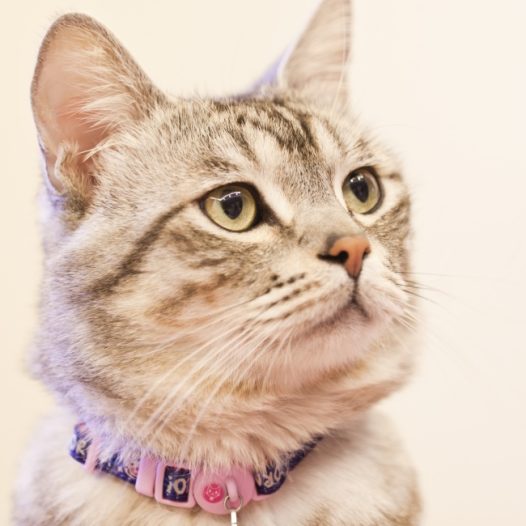 可爱猫咪萌宠图片