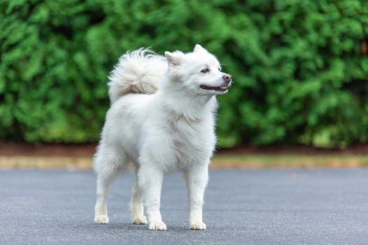 美国爱斯基摩犬图片