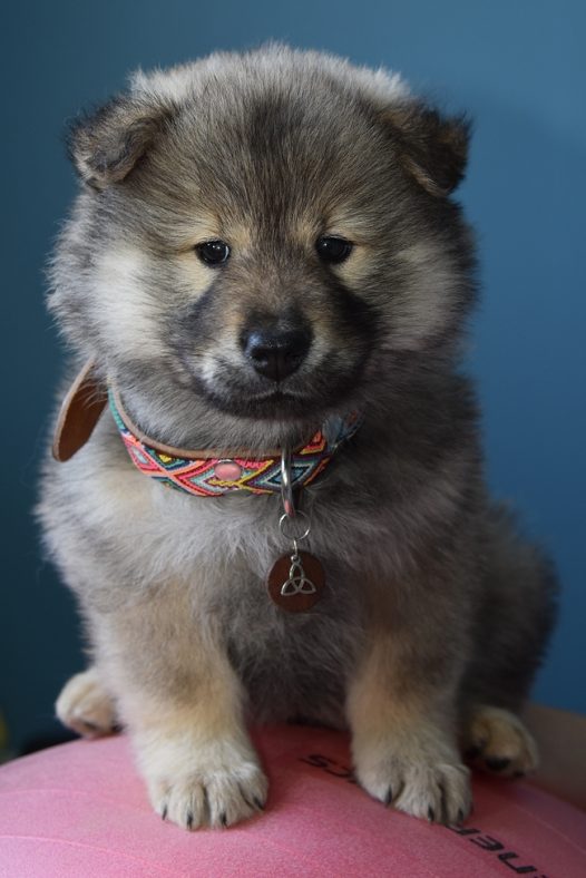 可爱幼犬狗狗图片