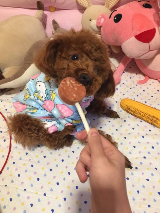 爸爸单位过年发的小狗玩偶好可爱 和旺财有几分相似 今天莫名的心情不好 那些积极心态不知道哪里去了 今年的考试还是擦边 真的开始挫败和怀疑了 真希望可以像旺财那么无忧无虑 生活就是你努力跨过一道关然后还有下一道等着你 奥特曼打小怪兽 总要担心 害怕