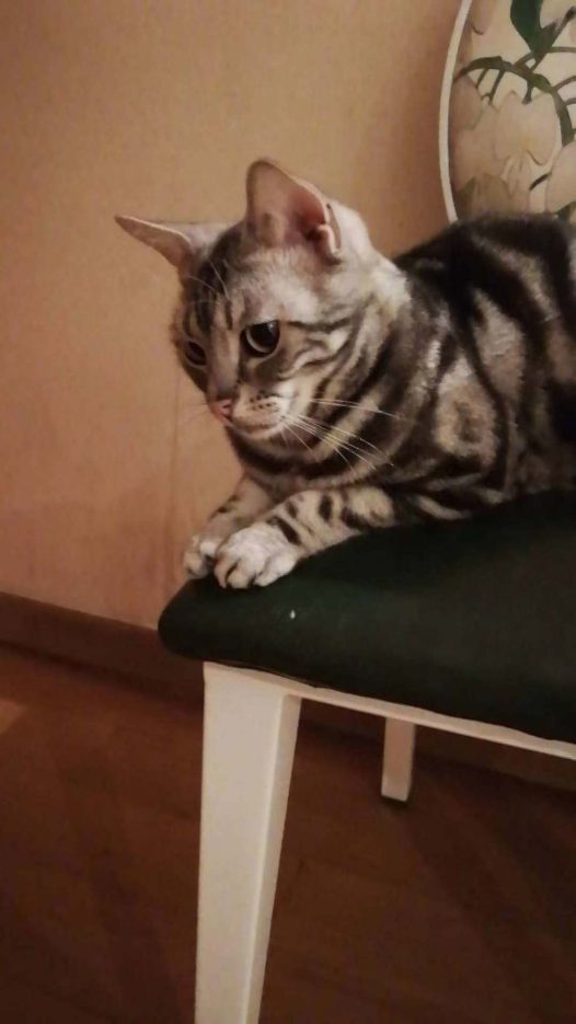 都说虎斑猫粘人，没有感觉到呢