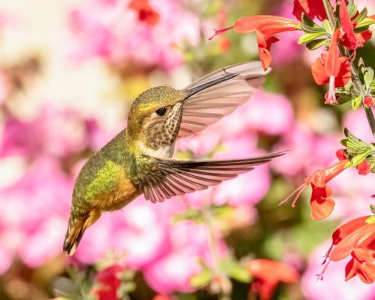 春暖花开蜂鸟图片