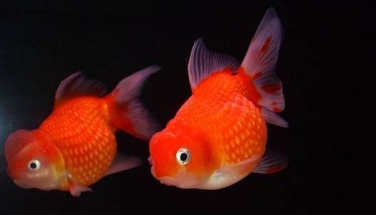 红珍珠金鱼