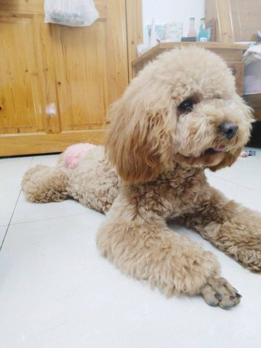 真可爱，我家小布丁就是这么可爱。就是有点调皮