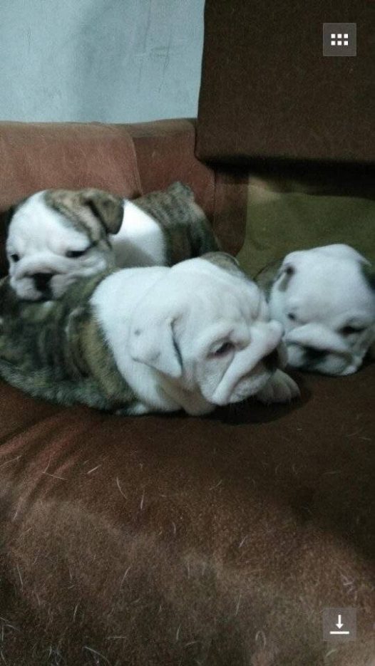 看到狗狗都一堆堆的相互,取暖了看来这天气真的是冷的无法了。