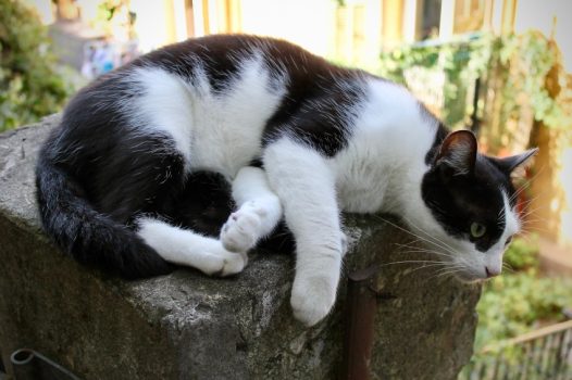 慵懒黑白小猫图片