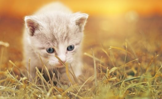 可爱猫宝贝图片