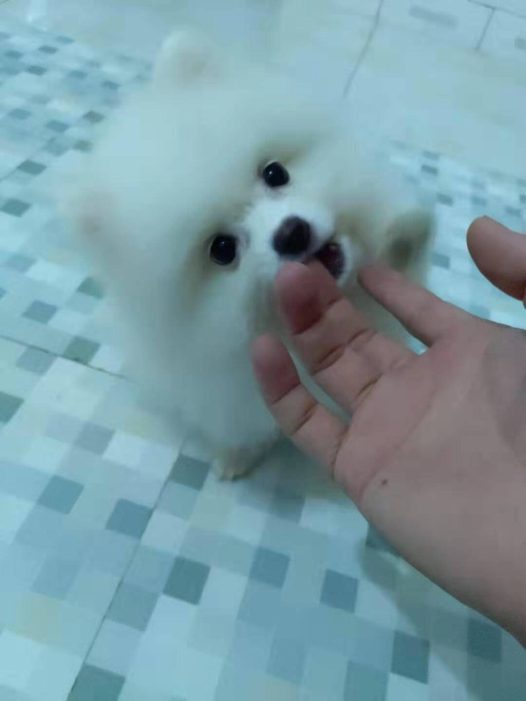 好萌的小狗?