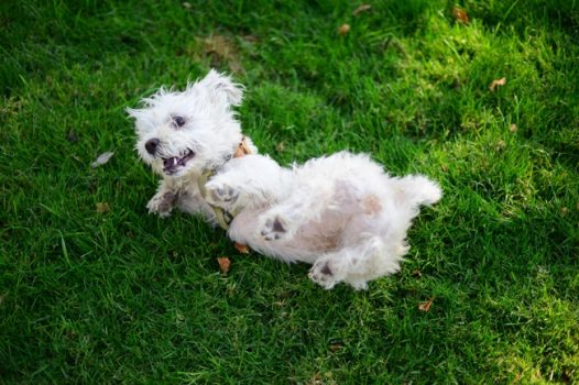 绿色草地可爱狗狗嬉戏图片