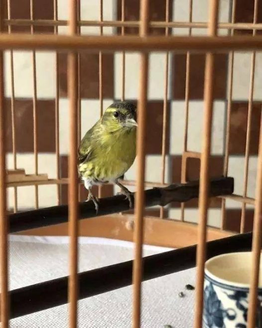 干净漂亮的小黄雀,养了快一年