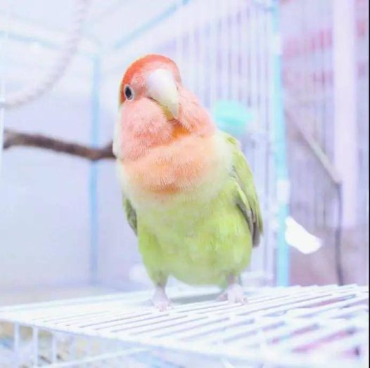 公主鹦鹉,蜜桃青芒味儿的果茶谁想喝一杯？