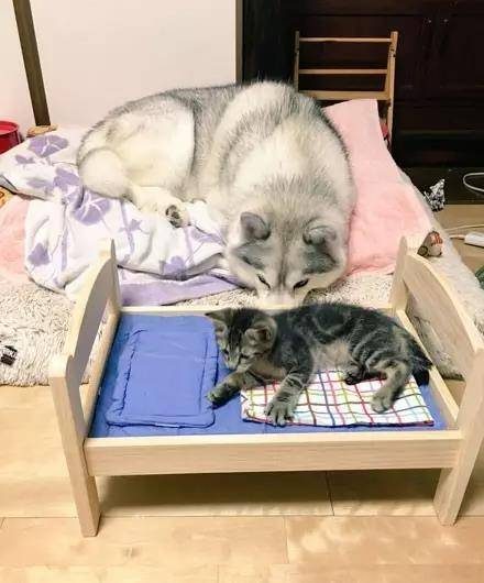 这大概是我见过最怂的猫了吧，竟然被哈士奇占了窝…