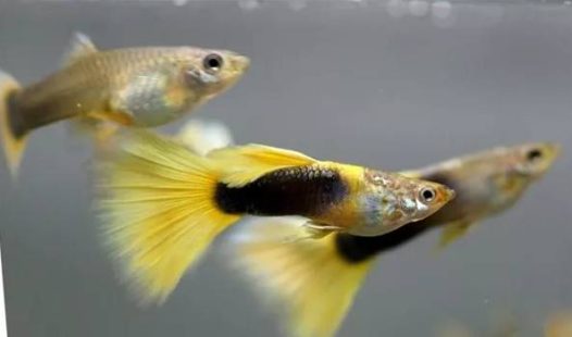 礼服孔雀鱼（Tuxedo）一般由杂交的方式得来，后半身为黑色、深蓝色或其他的纯色调，尾鳍上没有任何杂色斑点或花纹，背尾同色，整体感觉素雅大方，如同穿着晚礼服的美人一般雍荣华贵。