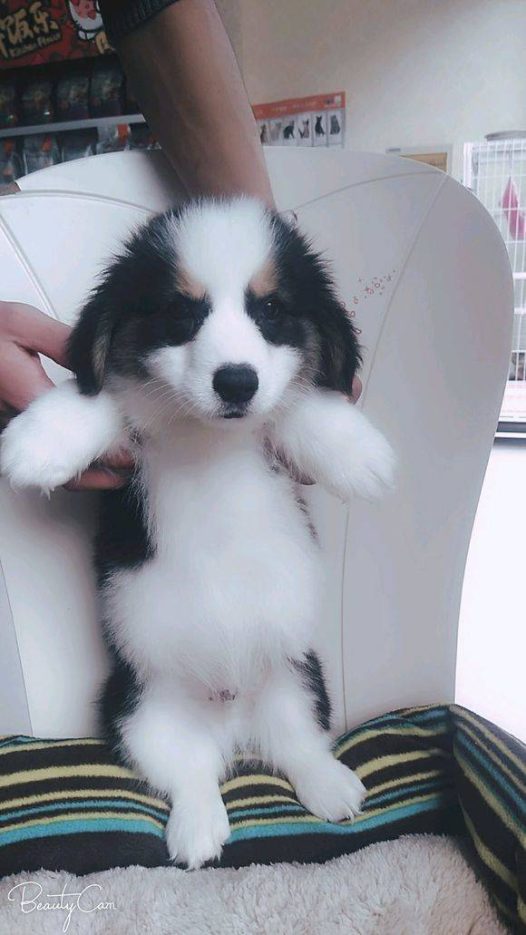 双血统柯基,看着不一样的感觉