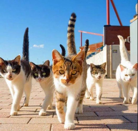 社会喵！惹不起惹不起~想打群架？我山口组的！就问你怕不怕