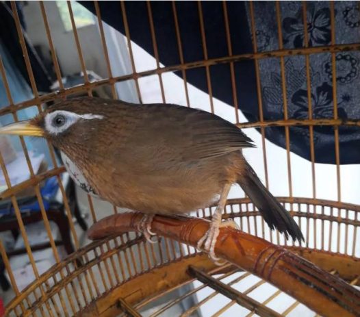 斗鸟的尾巴是极其重要的