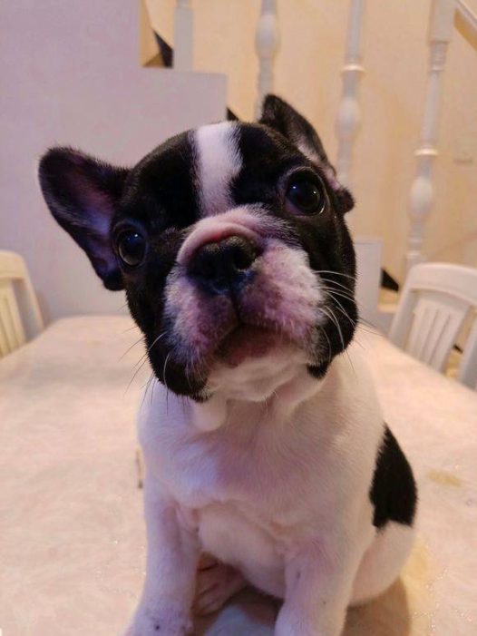 萌翻天斗宝宝。