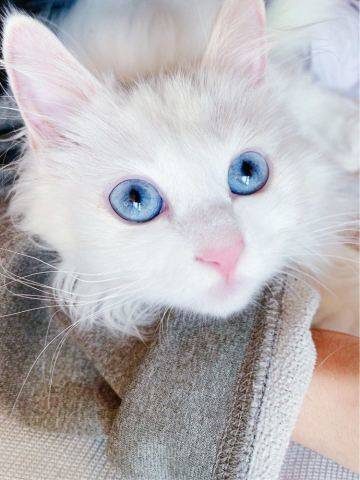 我们家胖九的小蓝眼