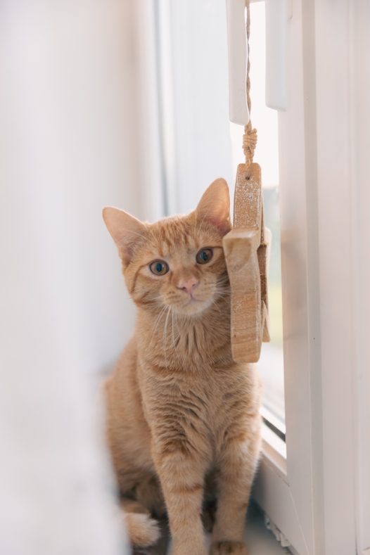 呆萌可爱小花猫摄影图片