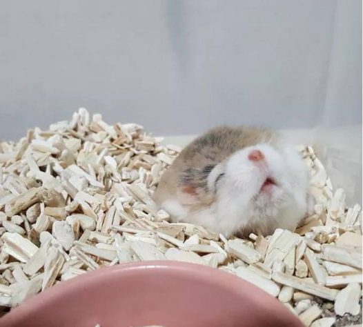 超爱仰头睡觉的小仓鼠