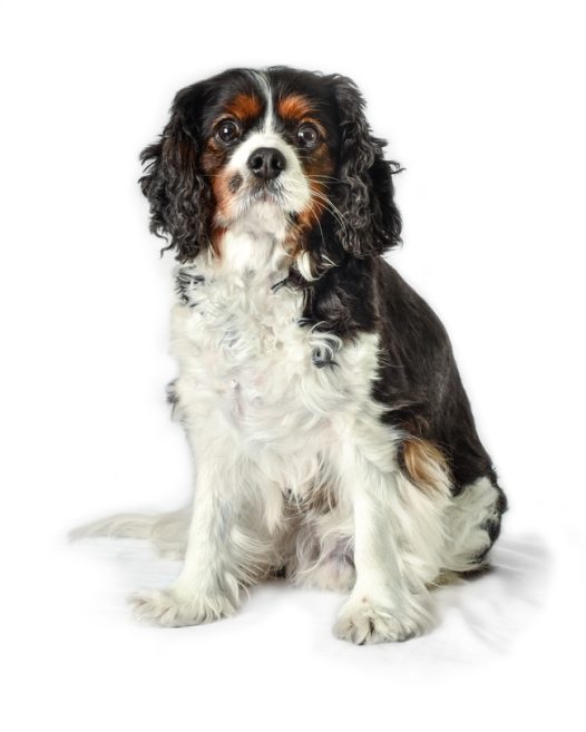 可爱超萌史宾格犬图片