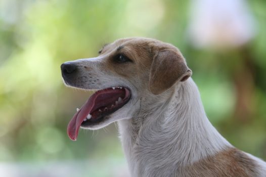 伸着舌头的拉布拉多图片