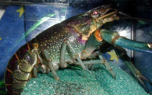 澳洲淡水龙虾