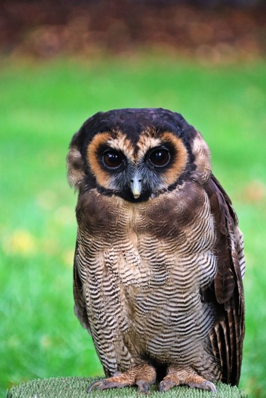 高清野生猫头鹰图片
