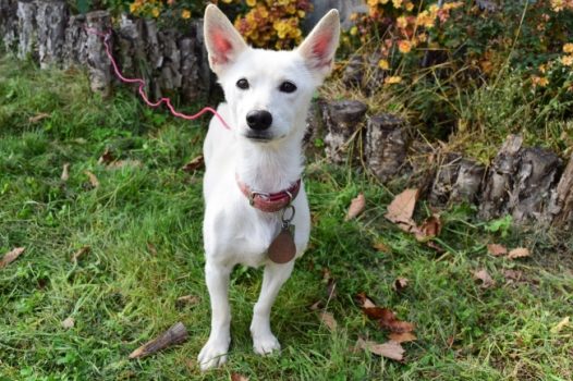 白色小萌狗图片