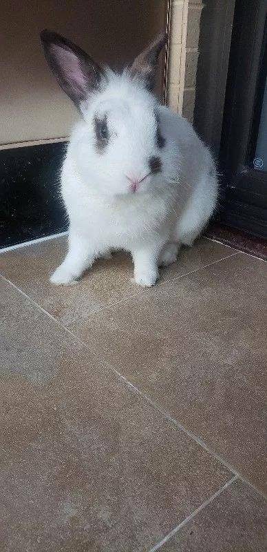 每天捏捏摸摸兔兔，不知不觉就大了