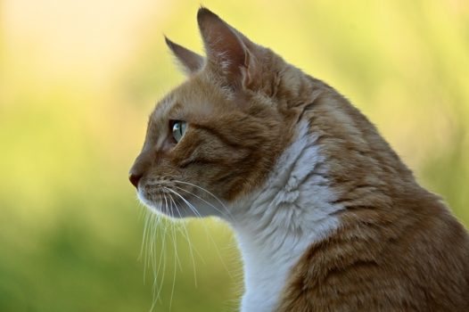 凝视远方的小萌猫图片