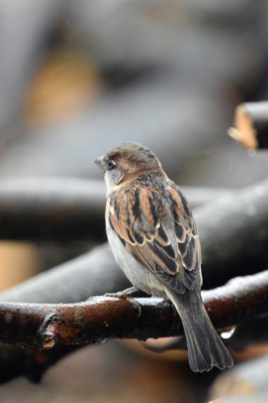 雨后站立在干枝上的麻雀图片