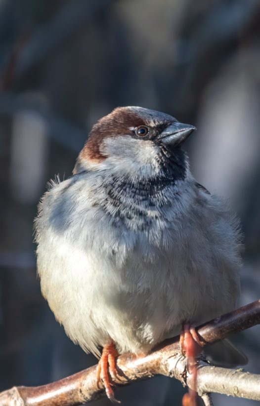 冬天站在树枝上的山麻雀摄影图片