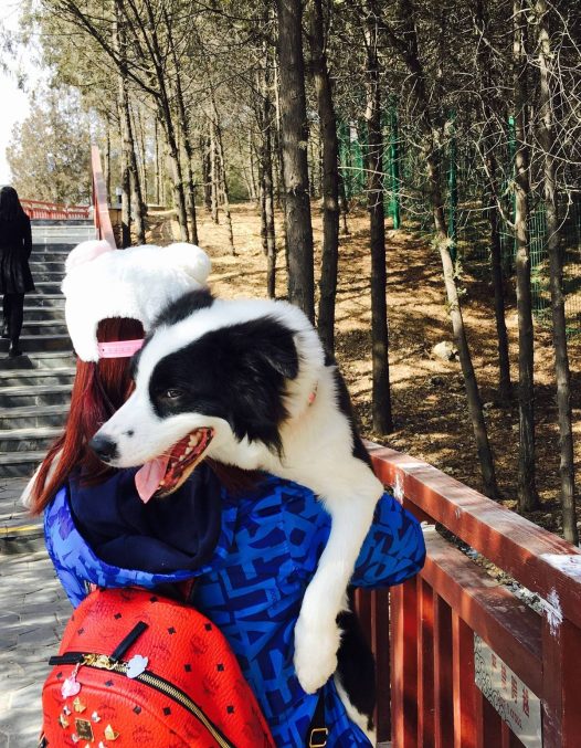 (幸福的边牧)母后说宝贝 天气好 我们去爬山吧⋯⋯我笑了 当然没问题⋯⋯因为我全程不用爬山的⋯⋯我有办法让母后抱着我爬看我爪子那么白⋯⋯你懂的