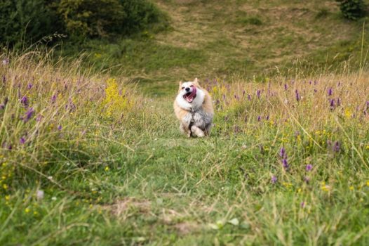 户外野草丛威尔士柯基犬狂奔图片