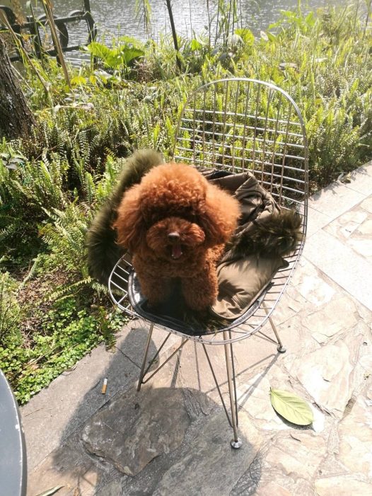 元宵节陪麻麻逛了一天街，累到趴下，不懂麻麻为何那么能走，她还抱着我走，她说她一点不累，我都不相信，我先睡觉觉了，祝大家元宵快乐