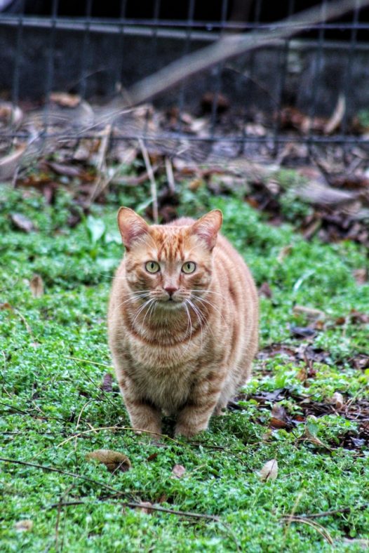可爱肥胖狸花猫图片