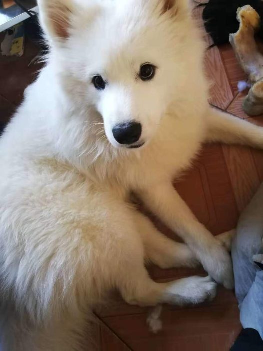 萨摩耶跳皮的很想打它呢,小眼巴巴瞅你,不打它一会又开始得瑟了