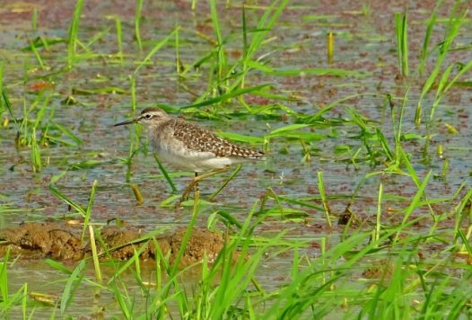 田间休憩小鸟图片