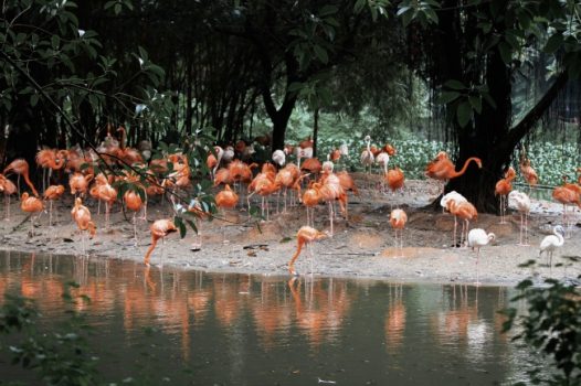 火烈鸟群体图片