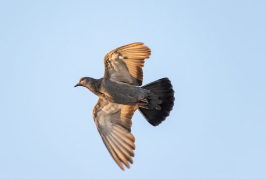 高空飞行的信鸽图片