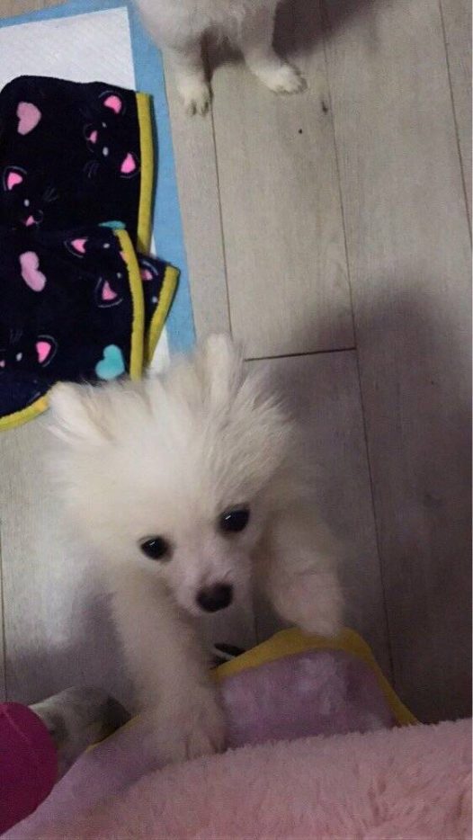 博美宝宝三个月大