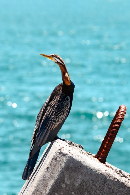站在海边水泥石上的水鸟飞禽图片